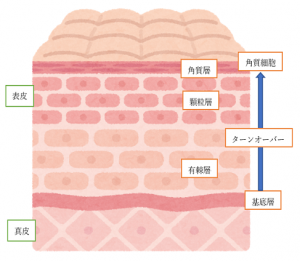 ターンオーバーとは