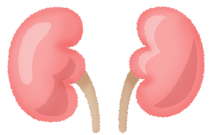透析になる前に宅配弁当で上手に改善！腎不全について
