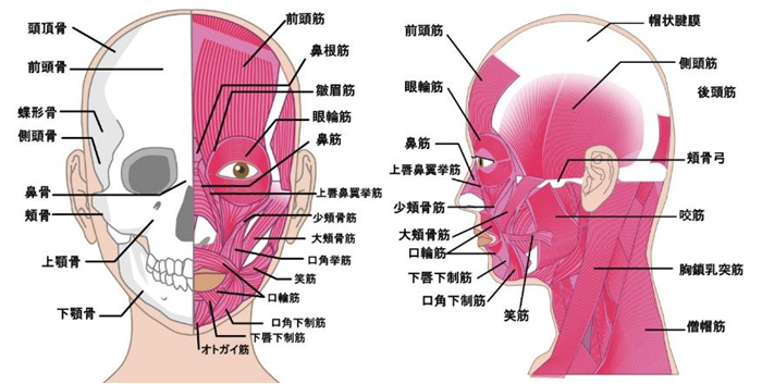 主な表情筋とその働き