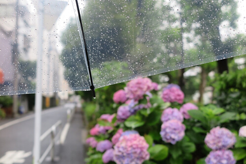 トリプトファンを豊富に含む食べ物を～梅雨を元気に過ごそう