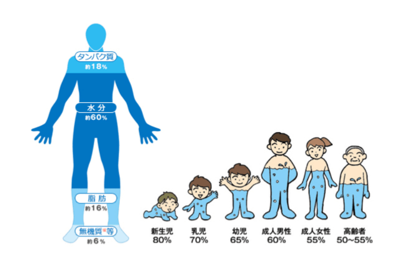 私たちの体内に含まれる水分量とその役割