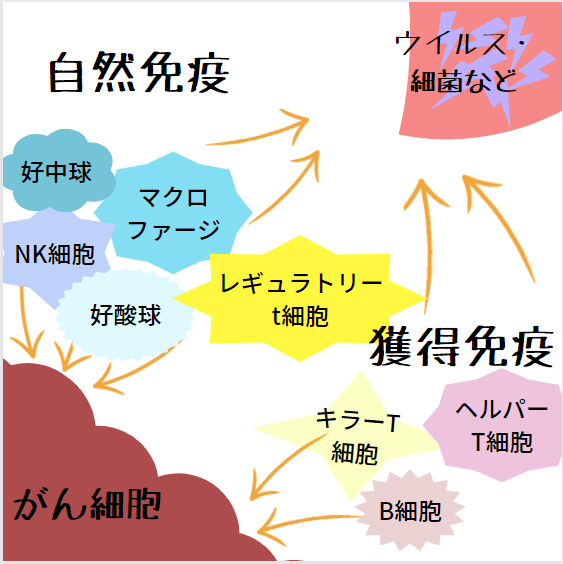 免疫細胞による防御システム