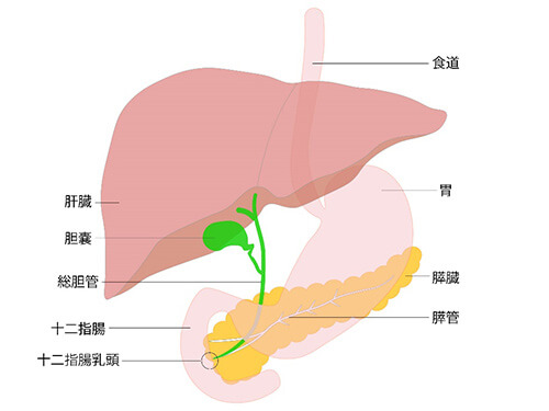 胆汁とは？